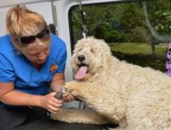 Aussie Pet Mobile Franchise