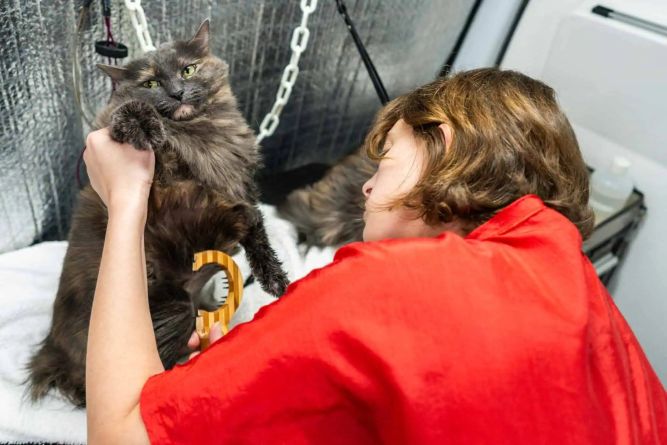 Ausssie Pet Mobile Franchise