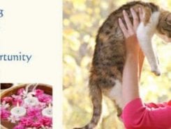 City Kitty Franchise