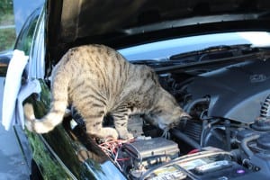 mechanic_kitty_by_musaudi-d5fp6xm