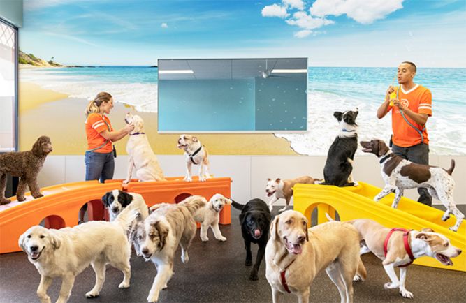 Dogtopia Franchise