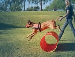 Dog Training Elite Franchise