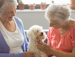 Seniors Helping Seniors Franchise
