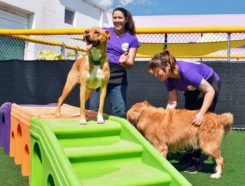 Central Bark Franchise