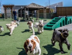 All American Pet Resorts Franchise