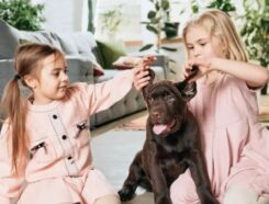 Waggles Puppy Boutique Franchise