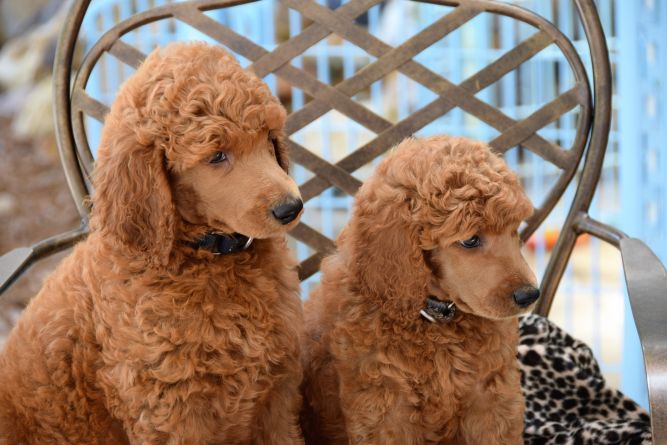 Puparazzi Mobile Pet Spaw Franchise