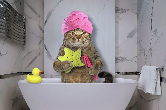 Happy Cat Hotel & Spa Franchise