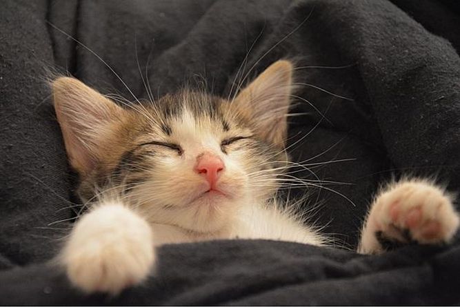 The Happy Cat Hotel & Spa Franchise