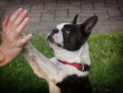 Paw Depot Franchise Dog high five with paws