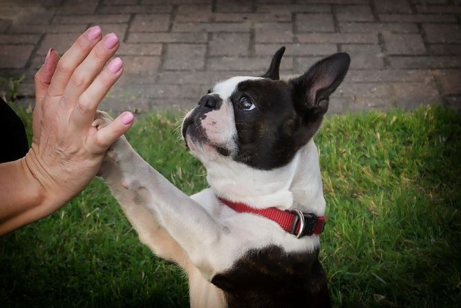 Paw Depot Franchise Dog high five with paws