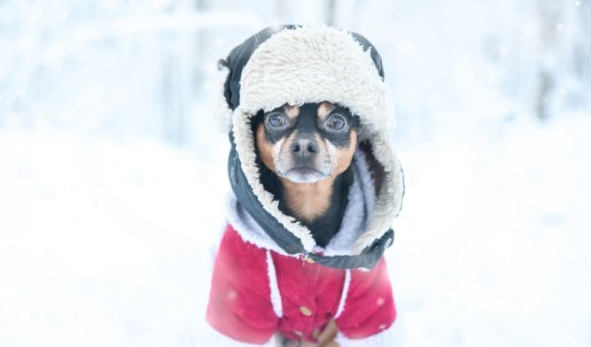 Paw Depot Franchise Dog gearing up for winter