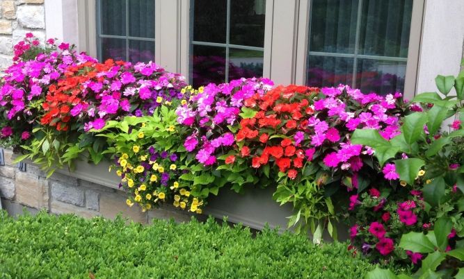 WOW Windowboxes Franchise Flower arrangement