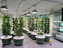 Green Food Solutions Franchise Growing Green Food