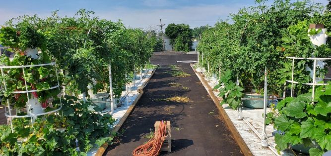 Green Food Solutions Franchise