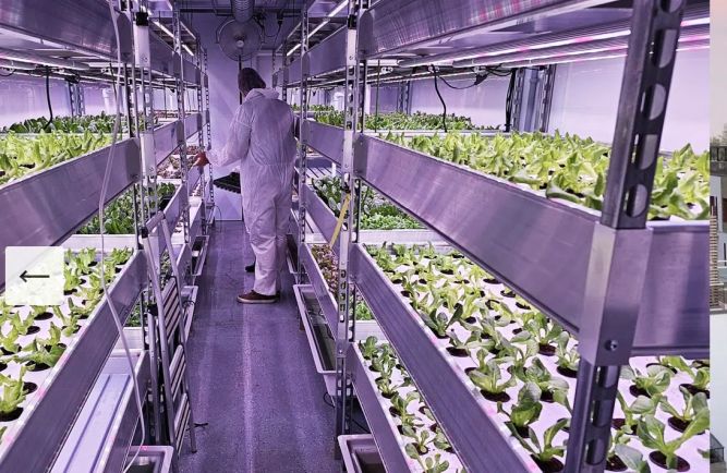 Green Food Solutions Franchise