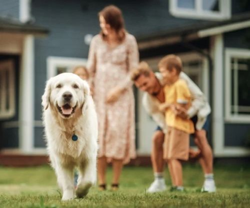 Scoop Brothers Pet Waste Removal Franchise