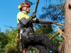 Manage Mowed Franchise Tree Services